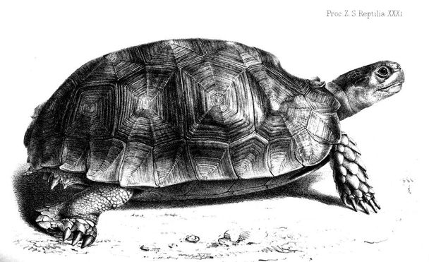 Illusztráció egy teknős. Eljárás a Zoológiai Társaság London 1833 - Fotó, kép