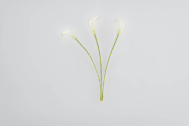 calla lily flowers isolated on grey - 写真・画像