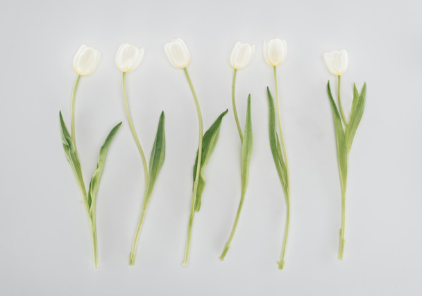 beautiful tulip flowers isolated on grey - Фото, изображение