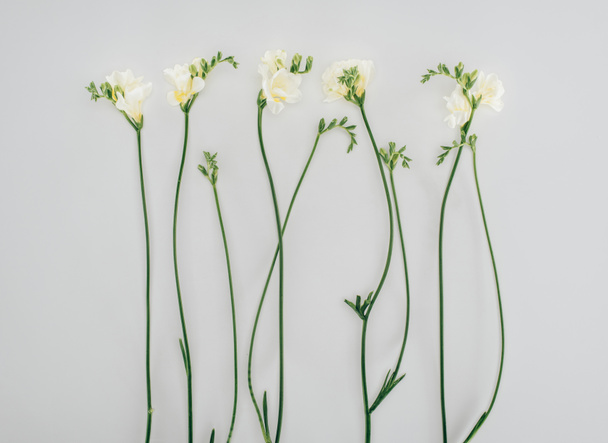 blooming freesia flowers isolated on grey - Foto, Bild