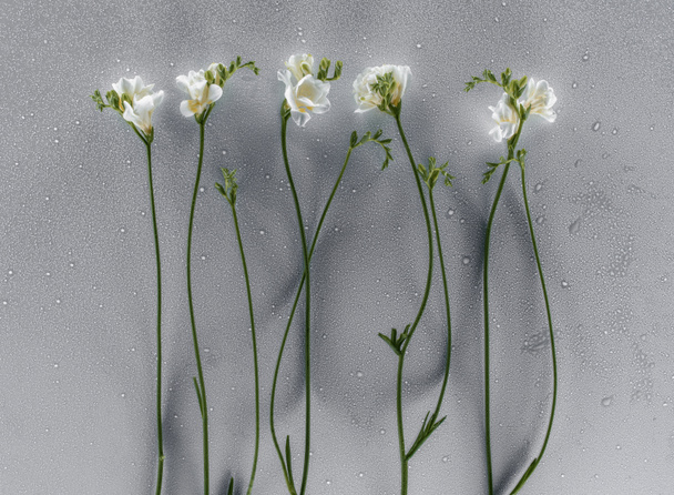 blooming freesia flowers over grey background - 写真・画像