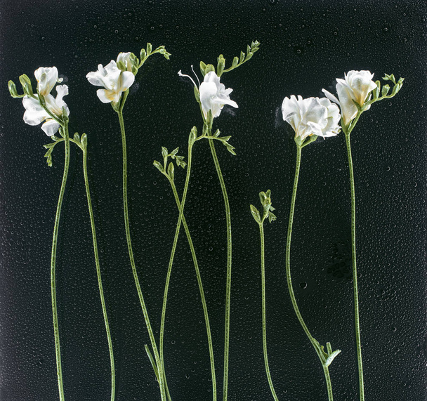 kvetoucí květiny frézie černém pozadí s kapkami - Fotografie, Obrázek