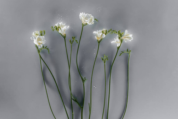 kukkivat freesia kukkia harmaalla taustalla
 - Valokuva, kuva