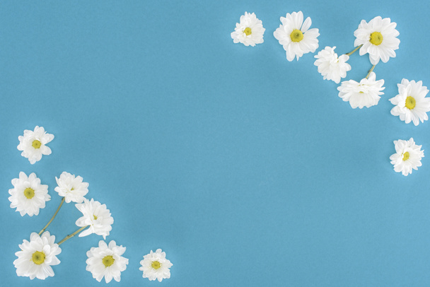 flores de crisantemo blanco aisladas en azul
 - Foto, imagen