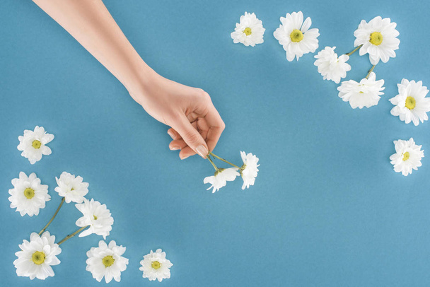 imagen recortada de la mano femenina con flores de crisantemo blanco aisladas en azul
 - Foto, Imagen