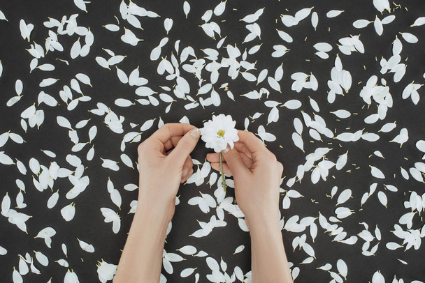 top view of cropped female hands holding daisy with petals over black background - Φωτογραφία, εικόνα