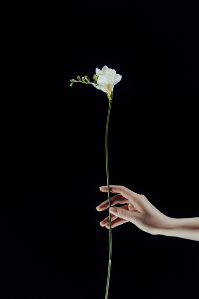 cropped image of female hand holding freesia flowers isolated on black - Фото, зображення