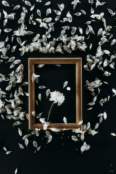 top view of wooden frame with daisy and petals isolated on black - Photo, Image