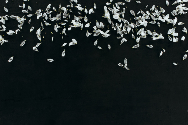 top view of white petals heap isolated on black with copy space - 写真・画像