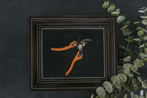 top view of vintage wooden frame with garden shears and eucalyptus over black background - Photo, Image