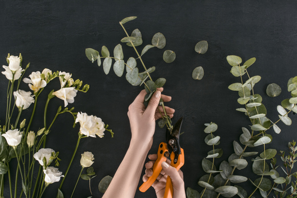 image recadrée de mains féminines coupant des branches d'eucalyptus par cisaillement de jardin sur fond noir
 - Photo, image