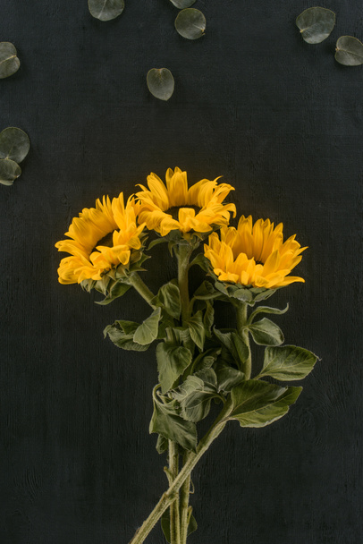 kaunis kukkivat auringonkukat eristetty musta
 - Valokuva, kuva