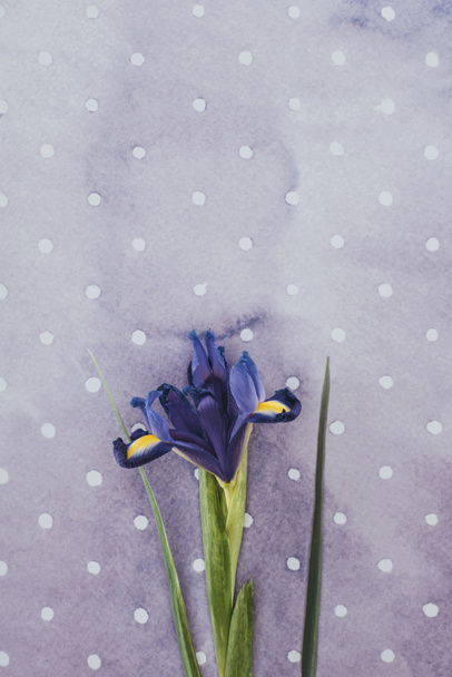 Blooming iris flower over purple spotted background - Photo, Image
