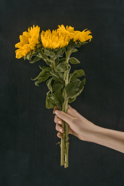 cropped image of female hand holding beautiful sunflowers isolated on black - Foto, imagen
