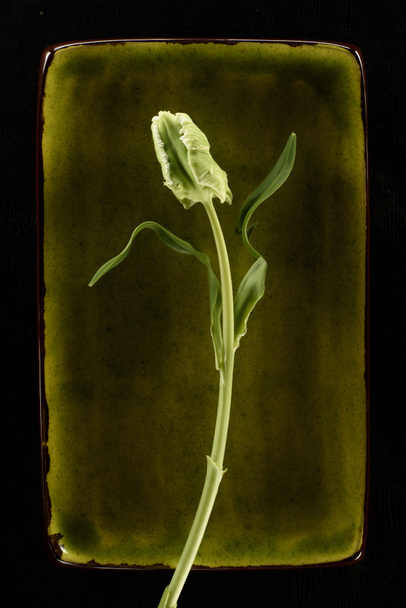 tulip flower on green plate isolated on black - Photo, Image