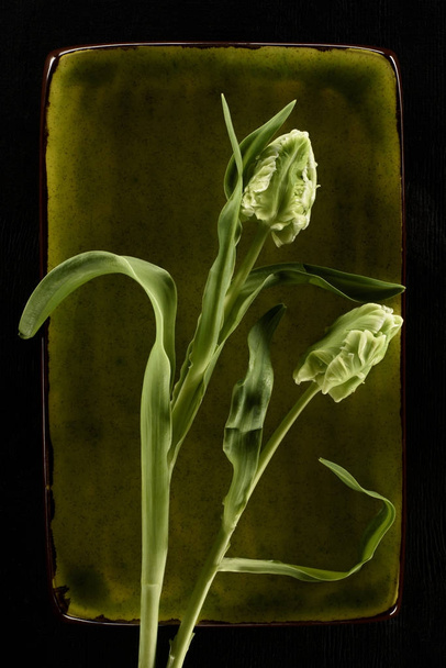 tender tulip flowers on green plate isolated on black - Photo, Image