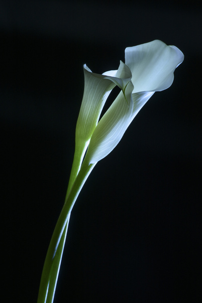 schöne Calla Lilie Blume isoliert auf schwarz  - Foto, Bild