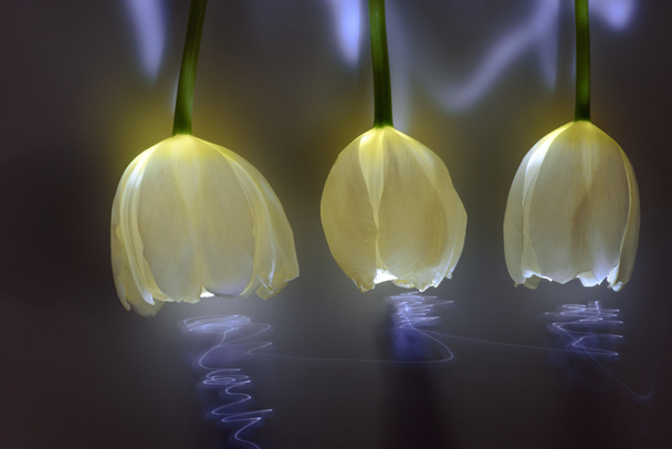 beautiful tulip flowers in neon light - Photo, image