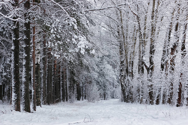 winter forest covered snow - Фото, изображение