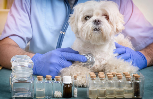 Veterinario revisando un perro con un estetoscopio
 - Foto, Imagen