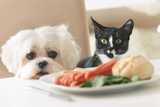 Netter Hund und Katze bitten um Futter - Foto, Bild