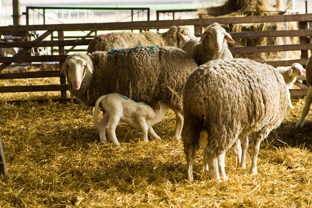 Sheeps and lamb - Foto, afbeelding