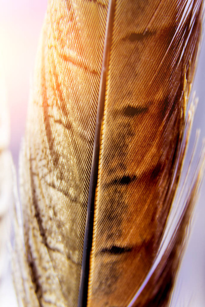 Birds feather texture. Macro. - Foto, Bild