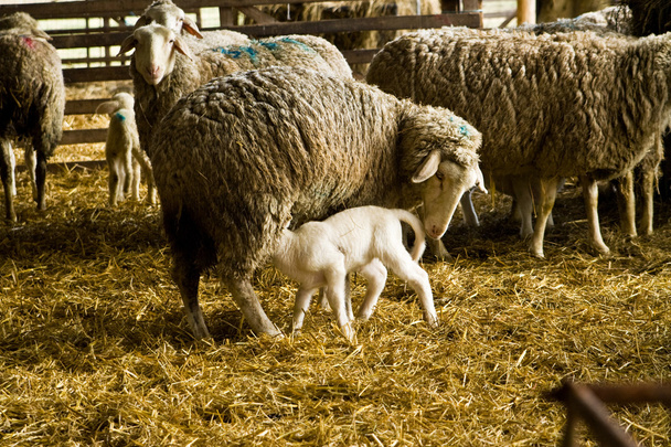 Sheeps and lamb - Фото, изображение
