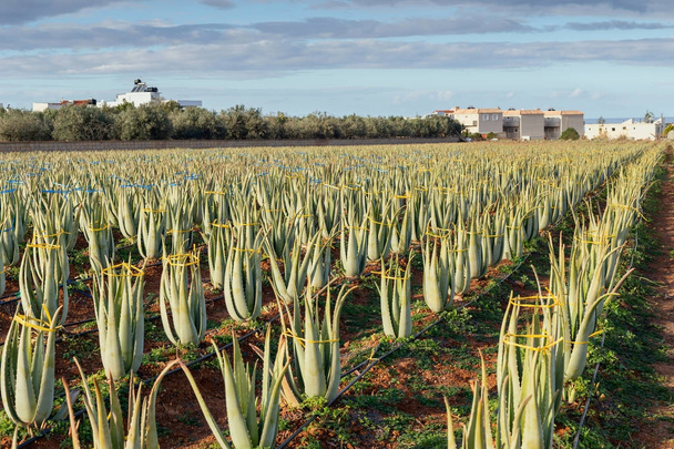 Zemědělství. Řádky v poli s užitečné rostliny Aloe Vera rostou v otevřeném terénu.  - Fotografie, Obrázek