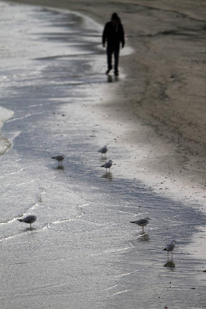 reflexão das gaivotas no mar Adriático
 - Foto, Imagem