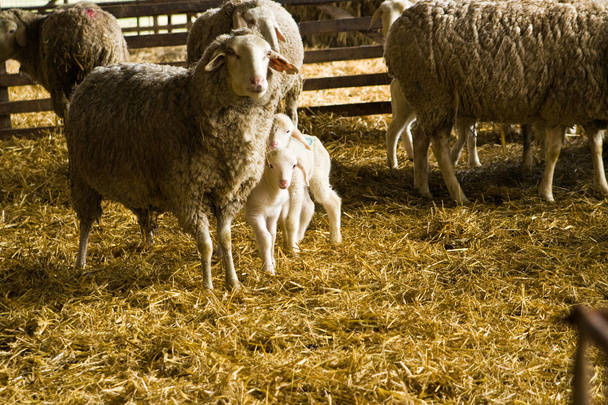 Sheeps and lambs - Photo, Image
