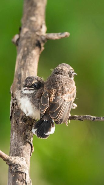 Dos pájaros (Malaysian Pied Fantail) en la naturaleza salvaje
 - Foto, Imagen