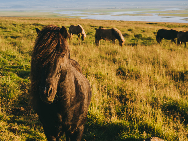 atlar - Fotoğraf, Görsel