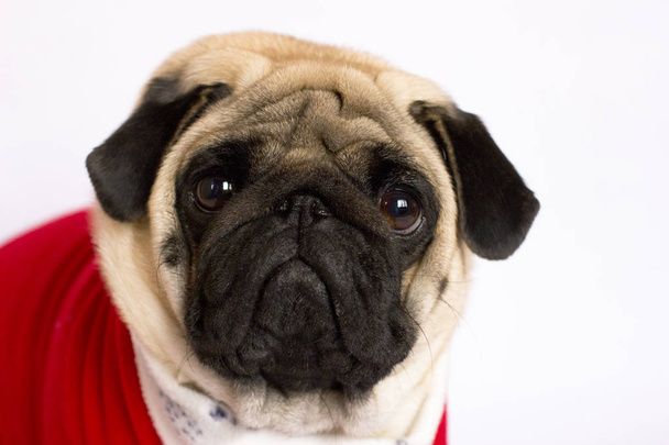 Very cute sitting pug dog in a red New Year's dress. Looking wit - Foto, immagini
