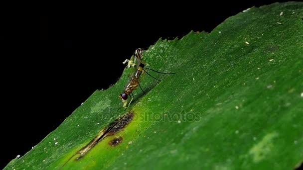Stilt-legged flies on leaves in tropical rain forest. - Footage, Video