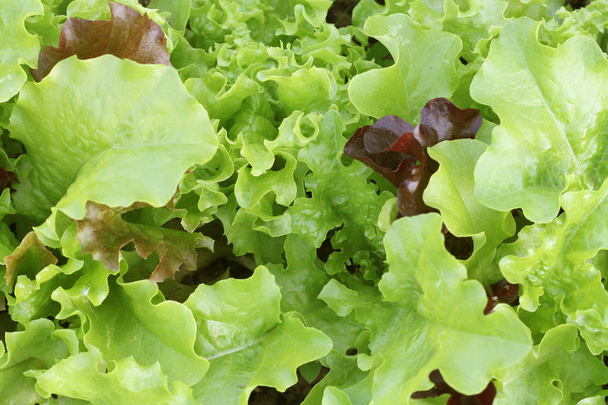 Fresh green curly Lettuce salad background. Top view - Photo, Image