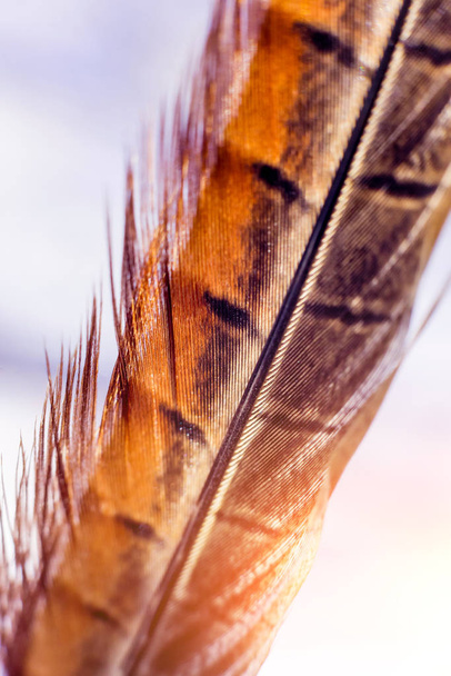 Birds feather texture. Macro. - 写真・画像