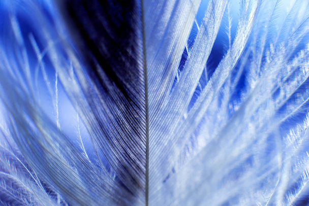 Birds feather texture. Macro. - Foto, imagen