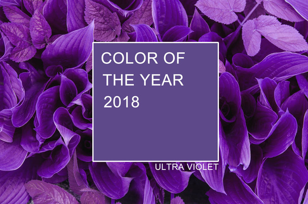 粋な色のコンセプトです。ウルトラ バイオレット カラー。2018 年の色. - 写真・画像