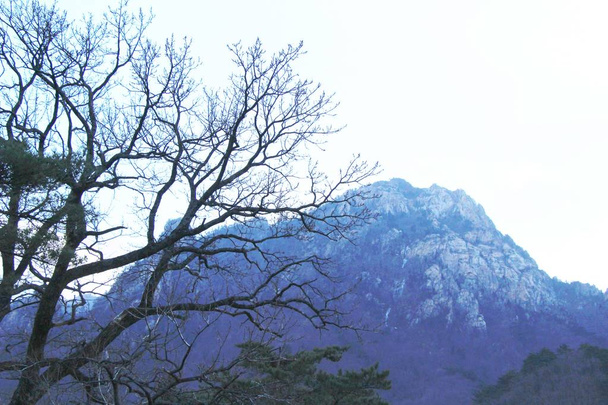 Πεύκα άνοιξη με τη φύση, Κορέα - Φωτογραφία, εικόνα