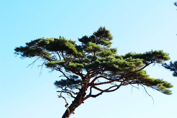 Pine trees at spring with nature, Korea - Photo, Image