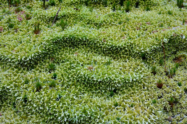 Padrão de musgo selvagem, com design muito interessante
 - Foto, Imagem