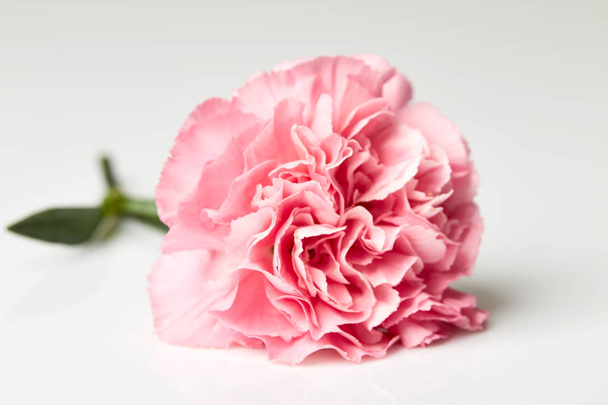 Różowy kwiat goździka izolowane na białym tle - Zdjęcie, obraz