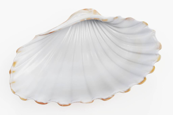 Realistic 3D Render of Clam - Photo, Image