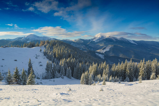 sapins couverts de neige contre les sommets montagneux
 - Photo, image