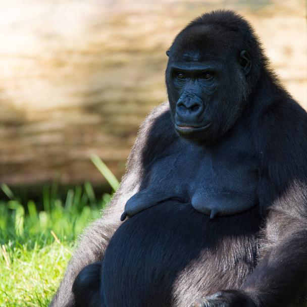 Grande macaco gorila preto senta-se na grama, dia ensolarado
 - Foto, Imagem