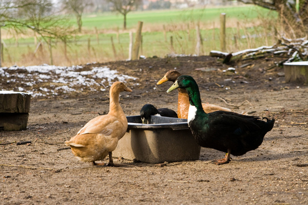 Ducks - Fotografie, Obrázek