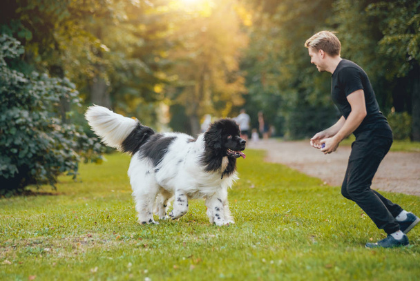 Nice black and white Newfoundland dog plays with its owner young blonde man in the park - Fotó, kép