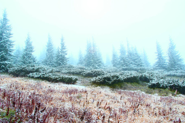 розчищення в лісі з ялинками після першого снігу в році
 - Фото, зображення