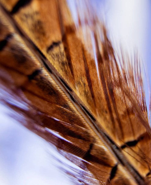 Birds feather texture. Macro. - Foto, Imagen